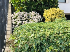 Pittosporum tobira