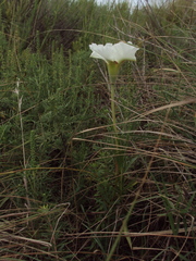 Mandevilla petraea