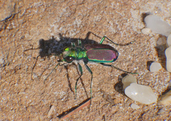 Cicindela splendida