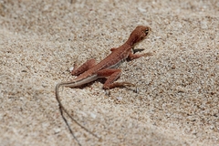 Long-Tailed Sand-Dragon photo 2