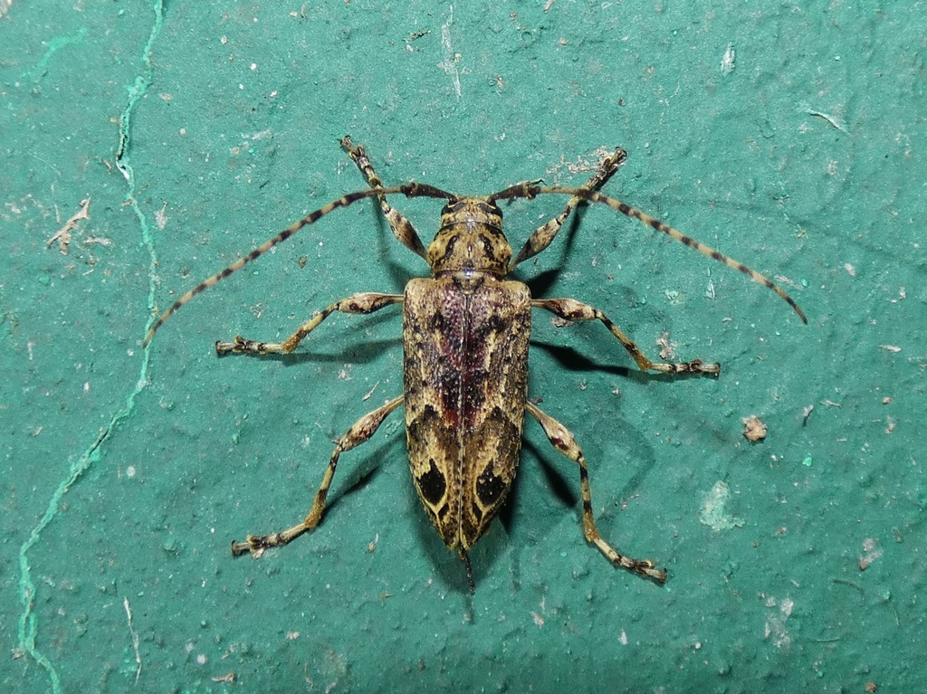 Nealcidion eulophum