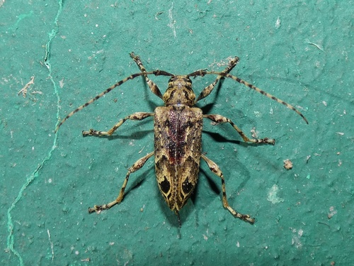 Nealcidion eulophum