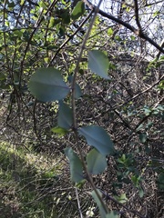 Lonicera interrupta