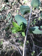 Lonicera interrupta