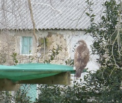 Buteo buteo