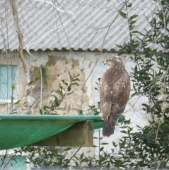 Buteo buteo