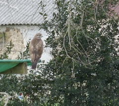 Buteo buteo