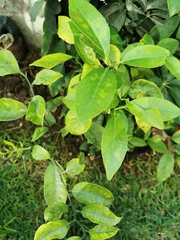 Citrus