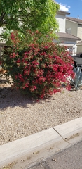 Bougainvillea
