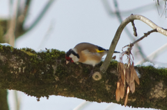 Carduelis carduelis