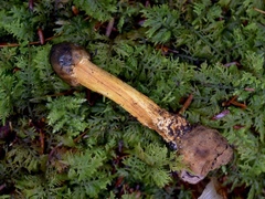 Tolypocladium capitatum