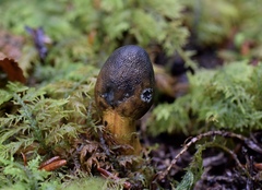 Tolypocladium capitatum