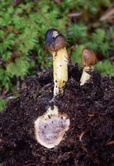 Tolypocladium capitatum