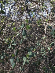 Lonicera interrupta