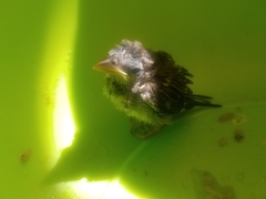 Aves