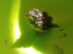Aves
