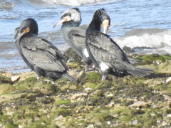 Phalacrocorax carbo