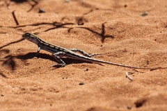 Ctenophorus maculatus