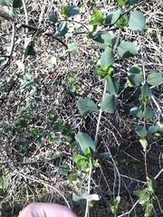 Lonicera interrupta