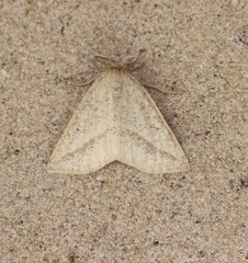 Lychnosea intermicata