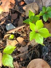 Parthenocissus quinquefolia image