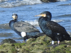 Phalacrocorax carbo