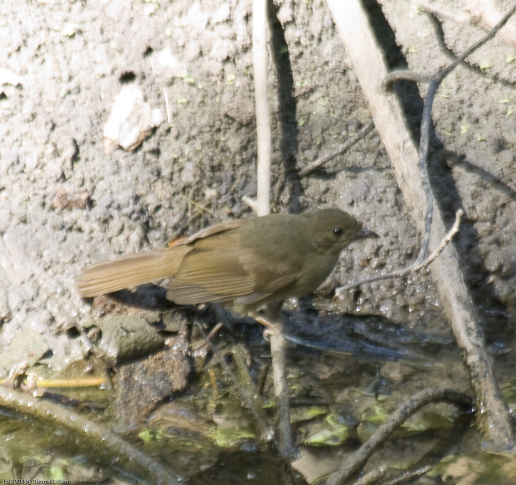 Little Greenbul