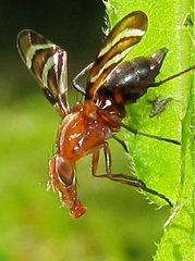 Tritoxa incurva