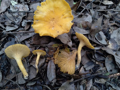Cantharellus altipes
