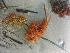 Sphaerococcus coronopifolius