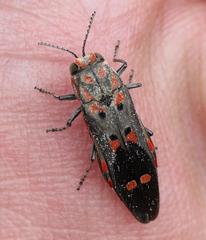 Agrilus sexguttatus
