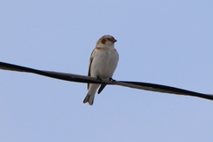 Plectrophenax nivalis