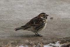 Calcarius lapponicus