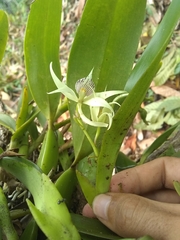 Prosthechea aemula