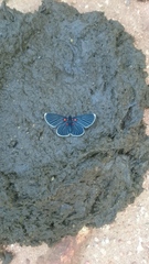 Melanis acroleuca acroleuca