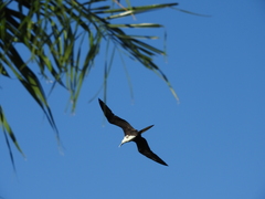 Fregata magnificens