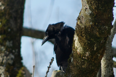 Corvus corone