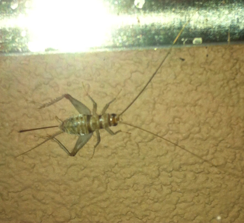 Gryllodes sigillatus
