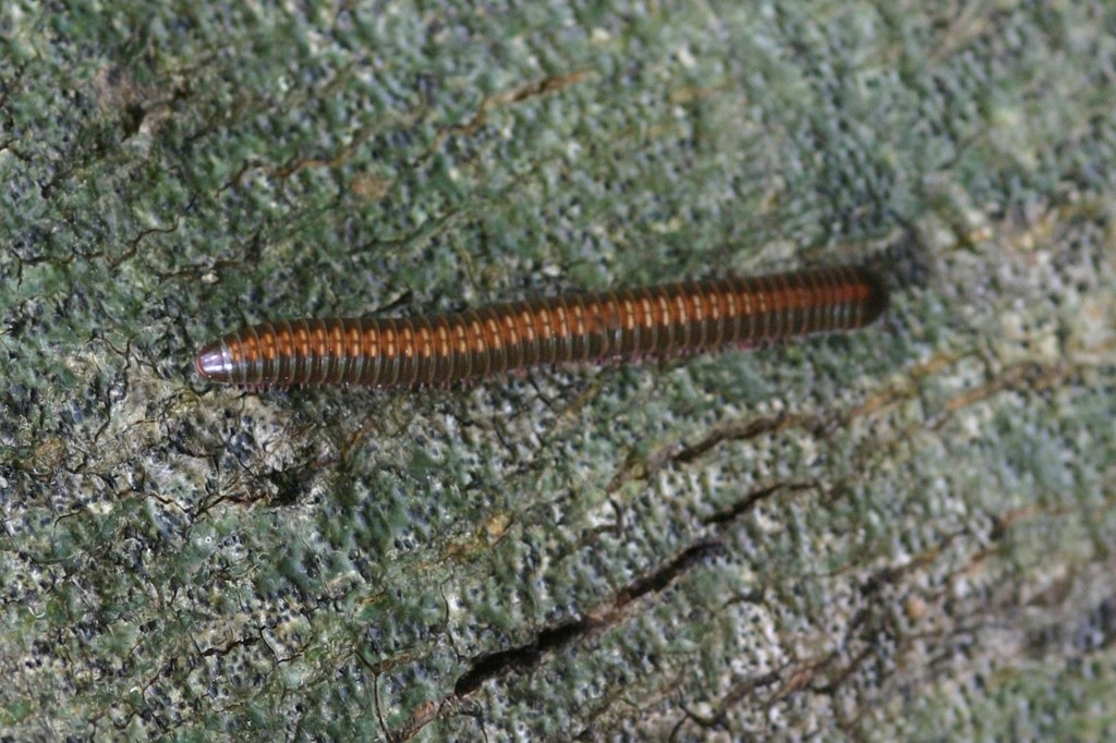 Choctella hubrichti