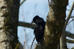 Corvus corone
