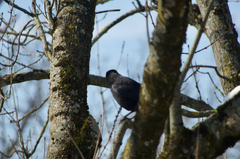 Corvus corone
