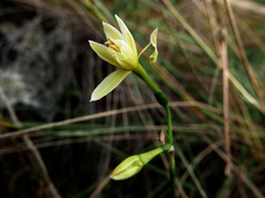 Narcissus triandrus
