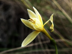 Narcissus triandrus