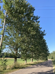 Populus maximowiczii × populus trichocarpa