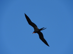 Fregata magnificens