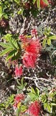 Apis mellifera