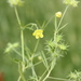 Ranunculus arvensis - Photo 由 sami-youssef 所上傳的 (c) sami-youssef，保留部份權利CC BY-NC