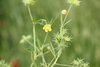 Corn Buttercup - Photo (c) sami-youssef, some rights reserved (CC BY-NC), uploaded by sami-youssef