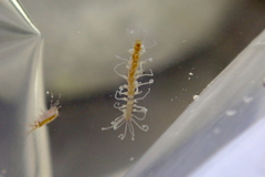 Amblyosyllis