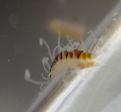 Amblyosyllis